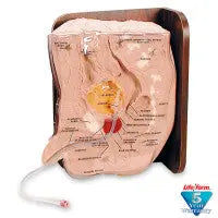 Male Catch-Ed I Simulator - LF01025U - First Aid Market