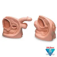 Male & Female Catheter Model Set - LF01152U - First Aid Market