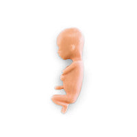 Human Fetus Replica  - 13 Week - LF00828U