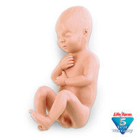 Human Fetus Replica - Full-Term Male - LF00931U
