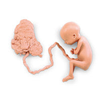 Human Fetus Replica - 7 Month - LF00708U