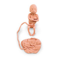 Human Fetus Replica - 5 Month Female - LF00829U