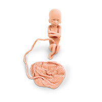 Human Fetus Replica - 20 Week - LF00813U