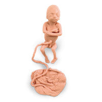 Human Fetus Replica - 5 Month Male - LF00830U