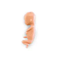 Human Fetus Replica  - 13 Week - LF00828U - First Aid Market