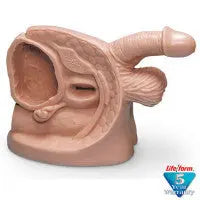 Male Catheter Model - LF01150U - First Aid Market